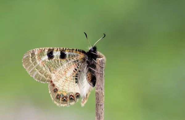 Kwiaty Motyle Naturalnym Życiu — Zdjęcie stockowe