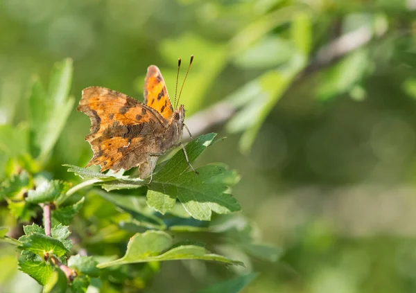 Photos Papillons Faune Nature — Photo