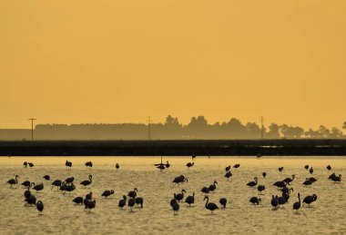 Günbatımında kuşlar ve ufuk çizgisi fotoğrafları.