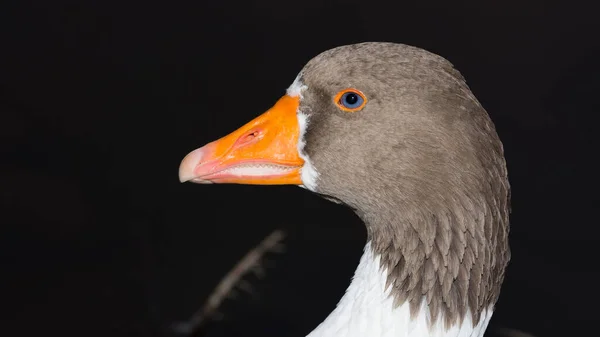 Arancio Fatturati Occhi Azzurri Foto Ritratto Dell Oca — Foto Stock