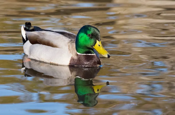 Fotografie Volně Žijících Živočichů Vodních Ptáků Různých Kachen — Stock fotografie