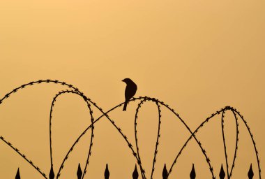 Günbatımında kuşlar ve ufuk çizgisi fotoğrafları.