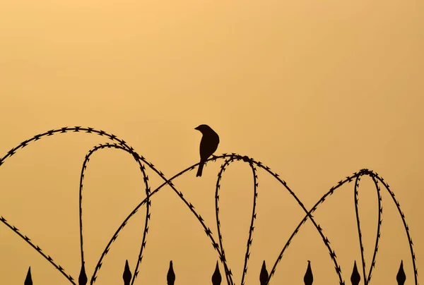 Fåglar Vid Solnedgången Och Bilder Fågeln Skyline — Stockfoto