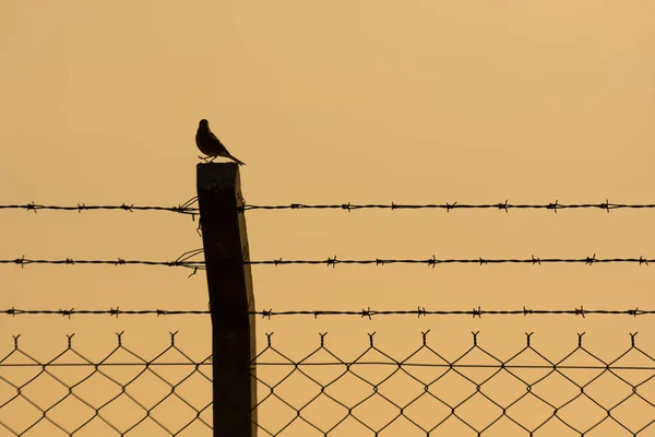 Birds Sunset Photos Bird Skyline — Stock Photo, Image