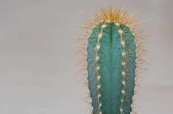 Doornige Woestijnplanten Cactusfoto — Stockfoto