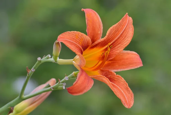 Foto Van Diverse Tuinbloemen — Stockfoto