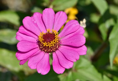 Çeşitli bahçe çiçeklerinin fotoğrafları.