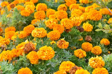 Çeşitli bahçe çiçeklerinin fotoğrafları.