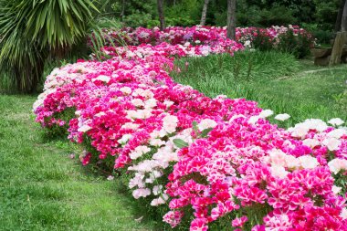 Çeşitli bahçe çiçeklerinin fotoğrafları.