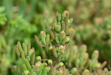 Çeşitli kır çiçeklerinin fotoğrafları