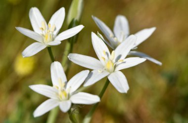 Çeşitli kır çiçeklerinin fotoğrafları