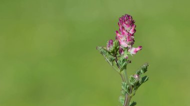 Çeşitli kır çiçeklerinin fotoğrafları
