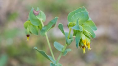 Çeşitli kır çiçeklerinin fotoğrafları