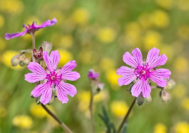 Çeşitli kır çiçeklerinin fotoğrafları