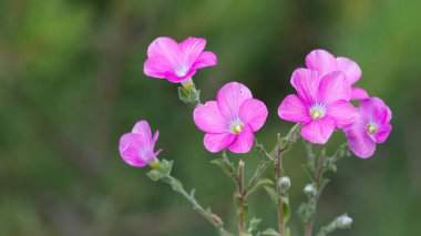 Çeşitli kır çiçeklerinin fotoğrafları