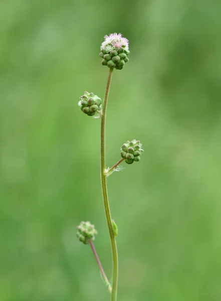 Fotos Von Verschiedenen Wildblumen — Stockfoto