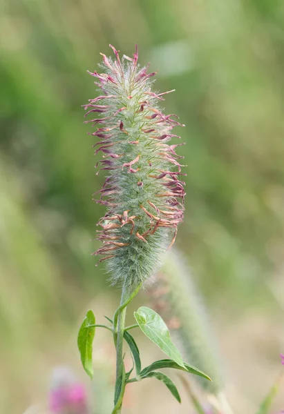 Photos Diverses Fleurs Sauvages — Photo