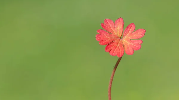 様々な野の花の写真 — ストック写真