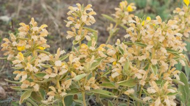 Çeşitli kır çiçeklerinin fotoğrafları