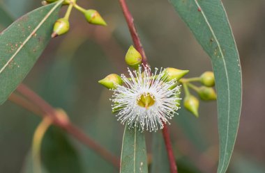Sıcak bölge ağaçlarının fotoğrafları, okaliptüs çiçekleri.