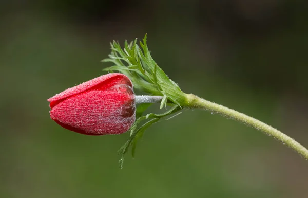 natural flowers and red anemone flowers