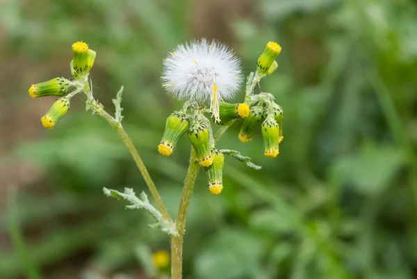 Fotos Von Wilden Blumen Und Löwenzahn — Stockfoto