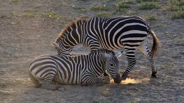 Photos Wild Animals Zebras — Stock Photo, Image