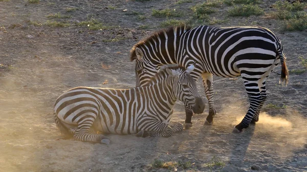 Photos Wild Animals Zebras — Stock Photo, Image