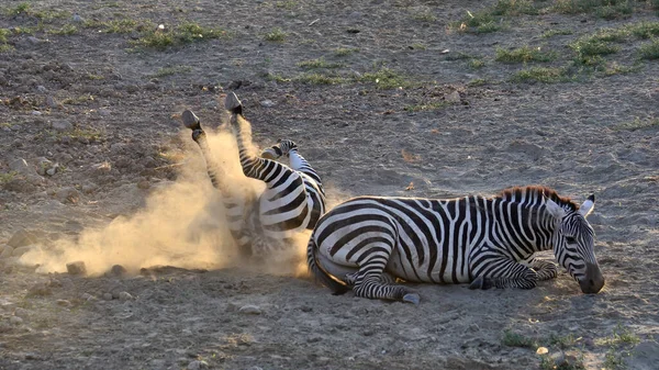 Photos Wild Animals Zebras — Stock Photo, Image