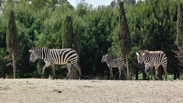 Fotos Animais Selvagens Zebras — Fotografia de Stock
