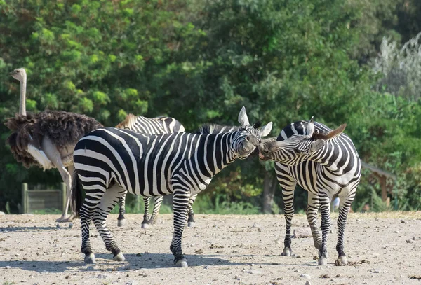 Photos Wild Animals Zebras — Stock Photo, Image