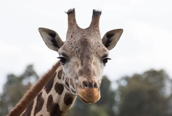 Photos Wild Animals Giraffes — Stock Photo, Image