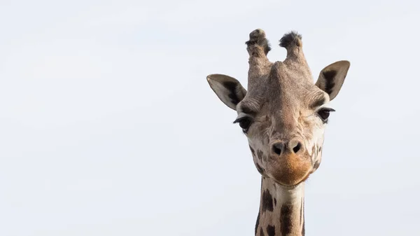 野生动物和长颈鹿的照片 — 图库照片