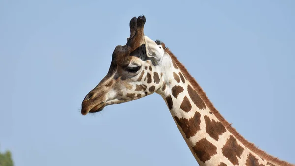 Photos Wild Animals Giraffes — Stock Photo, Image