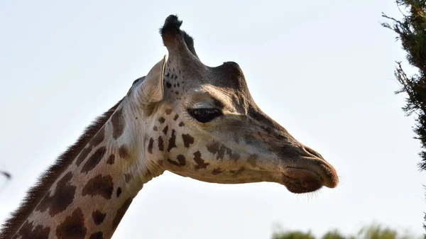Photos Wild Animals Giraffes — Stock Photo, Image