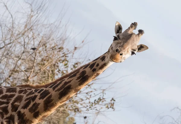 Photos Wild Animals Giraffes — Stock Photo, Image