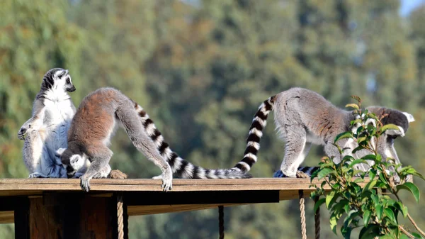 Utfodring Och Spela Bilder Lemurer — Stockfoto