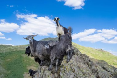 Keçi sürüleri, koyunlar ve otlaklar.