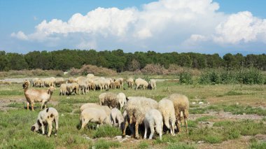 Keçi sürüleri, koyunlar ve otlaklar.