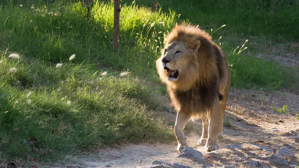 Photos Grumpy Lion Taken Walk — Stock Photo, Image