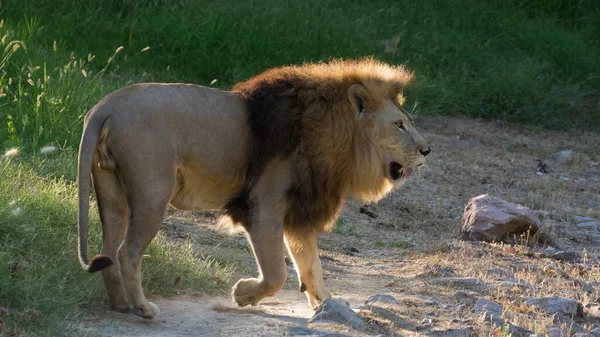 Photos Grumpy Lion Taken Walk — Stock Photo, Image