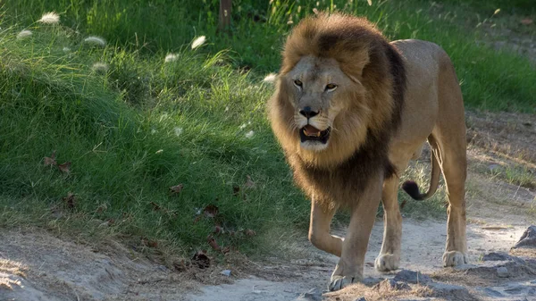 Photos Grumpy Lion Taken Walk — Stock Photo, Image