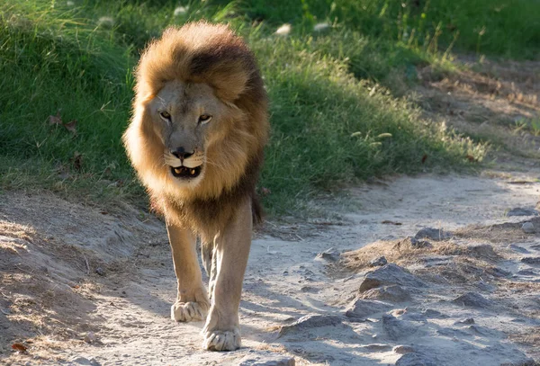 Foto Van Chagrijnige Leeuw Genomen Tijdens Wandeling — Stockfoto