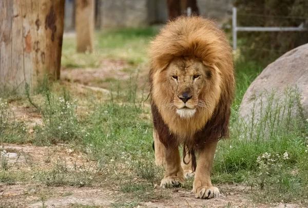 Photos Grumpy Lion Taken Walk — Stock Photo, Image