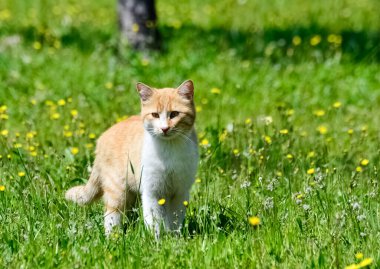 Kırsalda dolaşan Motley kedisi