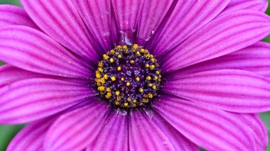 Arkaplan için soyut çiçek yüzeyi fotoğrafı