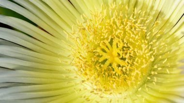 Arkaplan için soyut çiçek yüzeyi fotoğrafı