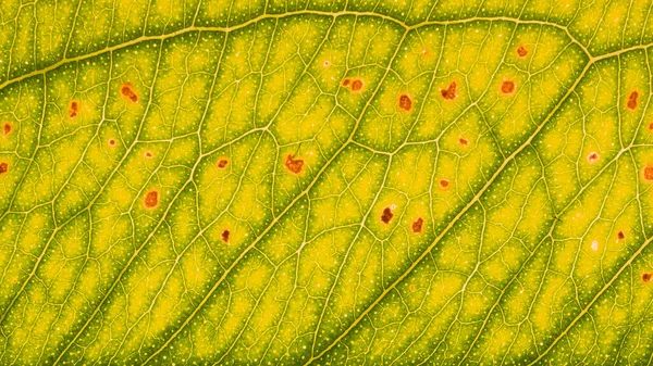 tree leaf surface photo for background