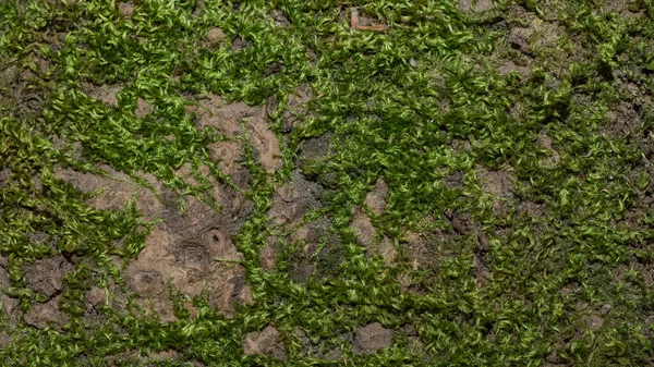 木の苔の風合い写真 — ストック写真