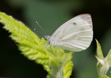 Kelebekler ve vahşi yaşam fotoğrafları